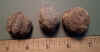 Aleurites seed.jpg (116273 bytes)