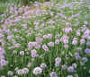 Allium jajlae field2.jpg (186973 bytes)