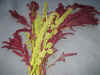 Amaranthus caudatus 1.jpg (82664 bytes)