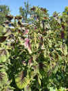 Amaranthus tricolor.jpg (528911 bytes)