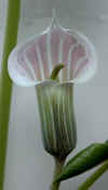 Arisaema candidissimum 2.jpg (73306 bytes)