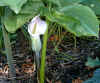 Arisaema candidissimum.jpg (108109 bytes)