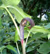 Arisaema fargesii outdoors.jpg (137613 bytes)
