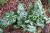 Arum italicum Marmoratum 2.jpg (102580 bytes)