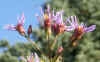 Aster tataricus 'Jin Dai' 4.jpg (41774 bytes)