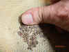 Rubbing Abronia 2.jpg (86336 bytes)