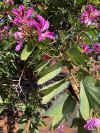 Bauhinia purpurea 1a.jpg (76969 bytes)