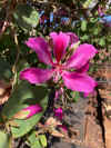 Bauhinia purpurea flower.jpg (286742 bytes)