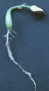 BrachychitonDiscolorSeedling.jpg (86484 bytes)