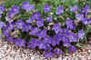 CampanulaCarpaticaTurbinata.jpg (71659 bytes)