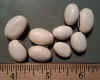Canavalia seed.jpg (151905 bytes)