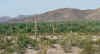 CarnegiaInHabitat.jpg (44994 bytes)