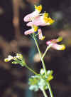 CorydalisSempervirens.jpg (40984 bytes)