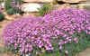 Dianthus freynii.jpg (97508 bytes)