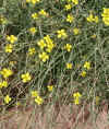 Diplotaxis tenuifolia flowering stage.jpg (132947 bytes)