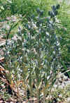 FibigiaClypeata.jpg (200061 bytes)
