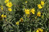 Helianthus pumilus Brune.jpg (90315 bytes)