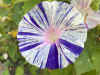 Ipomoea Carnevale.jpeg (197405 bytes)