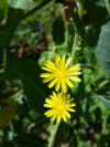 Lactuca virosa flowers 2.jpg (310177 bytes)