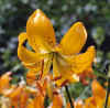 LiliumAmabileLuteumFlower.jpg (32163 bytes)