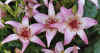 LiliumAsiatic4.jpg (39638 bytes)