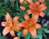 LiliumAsiatic6.jpg (50569 bytes)