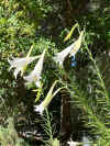 Lilium Philipinensis.jpeg (471410 bytes)