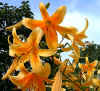 Lilium Trumpet X Aurelian.jpg (79041 bytes)