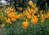 Lilium amabile v. luteum.jpg (146219 bytes)