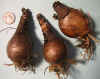 Lycoris squamigera Bulbs 003.jpg (42424 bytes)