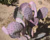 Opuntia violacea Santa Rita 5.jpg (96221 bytes)