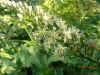Ornithogalum caudatum flowers.jpg (110266 bytes)