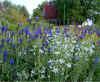 Ornithogalum nutans Muscari caucasicum.jpg (98980 bytes)