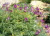 Oxytropis megalantha.jpg (105627 bytes)