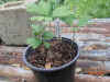 Paeonia lutea var. Ludlowii seedlings 2.JPG (117844 bytes)