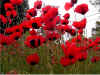 Papaver Greek from below.jpg (98177 bytes)