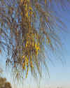 Parkinsonia aculeata pods.jpg (107733 bytes)