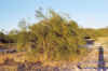 Parkinsonia aculeata.jpg (89124 bytes)
