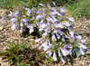 Penstemon hursutus v. pygmaeus.jpg (119928 bytes)