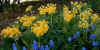 Primula auricula ssp. bauhinii.jpg (55007 bytes)