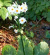 Primula japonica alba2.jpg (85658 bytes)