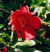 PunicaGranatum.jpg (34620 bytes)
