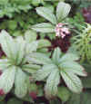 RodgersiaAesculifolia.jpg (64685 bytes)
