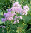 Thalictrum aquilegifolium.jpg (122188 bytes)