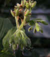 Tinantia erecta flowers.jpg (60134 bytes)