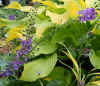 Verbascum atroviolaceum Hosta Sunpower.jpg (122362 bytes)