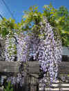 Wisteria floribunda 4.jpg (137182 bytes)