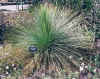 XanthorrhoeaAustralisYoung.jpg (112454 bytes)