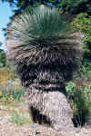 XanthorrhoeaAustralis.jpg (118729 bytes)