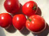 Grandma Aiello's Tomato.jpg (36085 bytes)